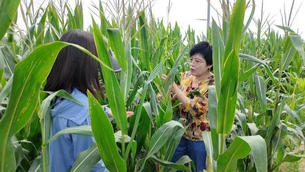 入汛以來,我市遭遇強(qiáng)降雨天氣,給玉米種植帶來不利影響,市農(nóng)業(yè)農(nóng)村局