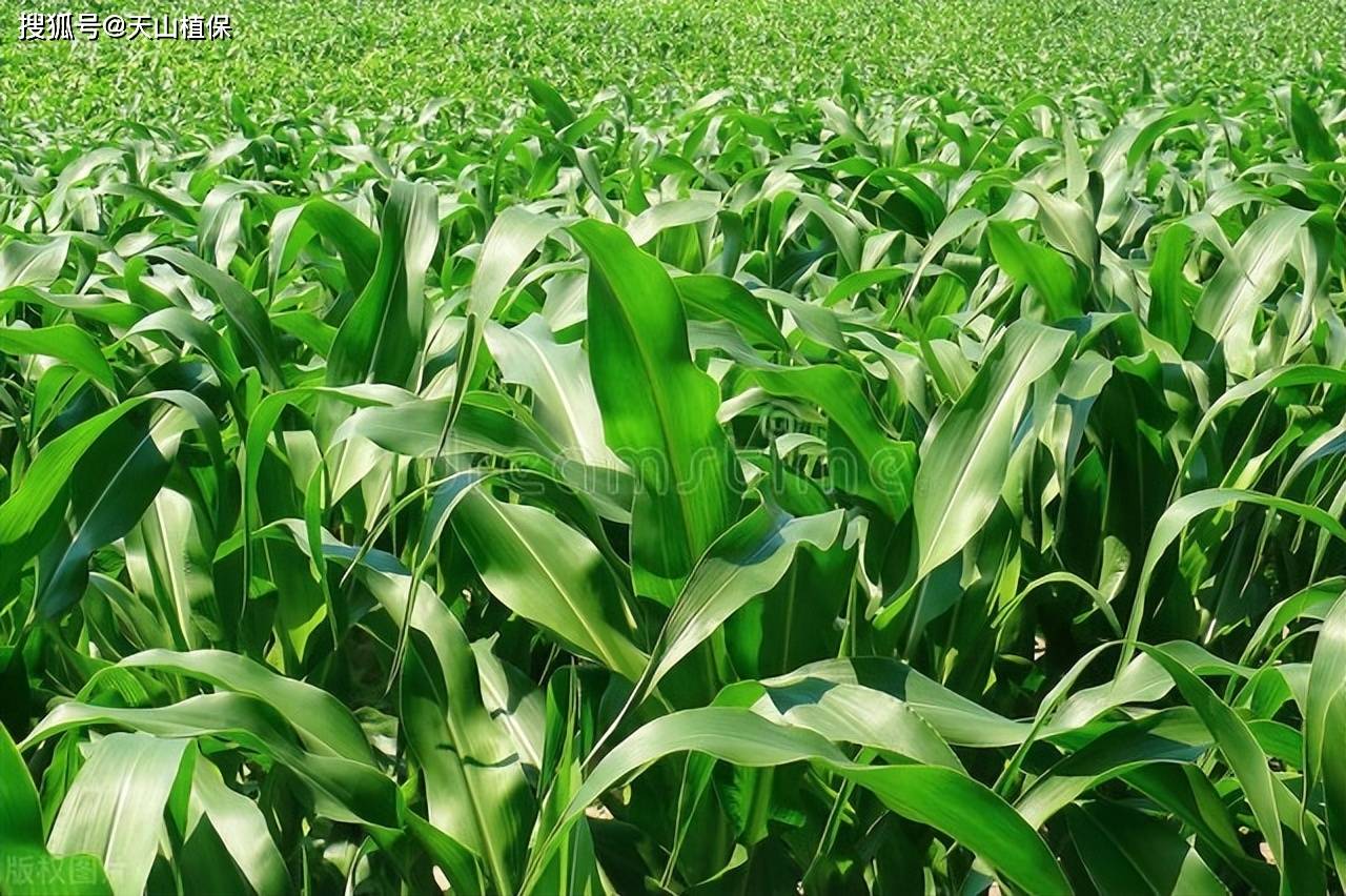 復播青貯玉米種植技術要點_進行_收獲_蟲害